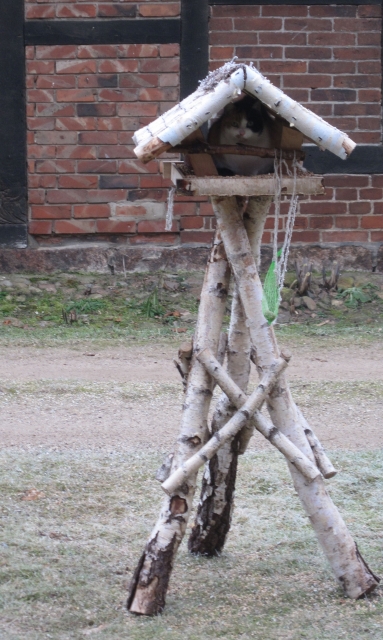 Katze im Vogelhaus