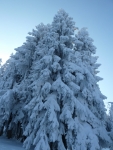 viel mehr Schnee kann so ein Baum nicht tragen